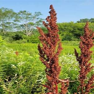 Rumex (Dock): The Overlooked Herb with Deep Roots in Healing and Flavor