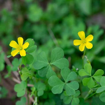 Wood Sorrel: The Bright, Tangy Herb with Hidden Healing Powers