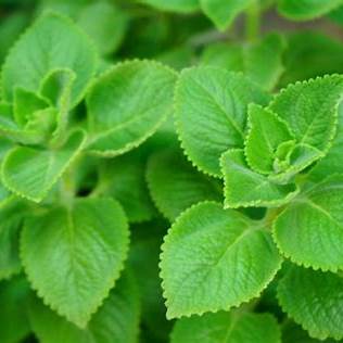 Oregano: The Unsung Golden Herb for Sharper, Healthier Eyes