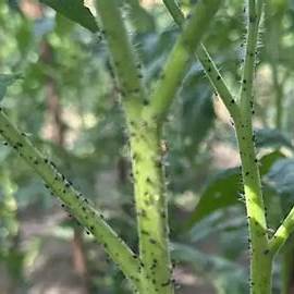 Natural Homemade Sprays to Eliminate Tiny Black Flies on Tomato Plants: A Comprehensive Guide