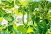 How to Grow Beans: A Comprehensive Guide for Beginners and Experts Alike