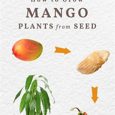 Cultivating Your Own Mango Paradise: A Comprehensive Guide to Growing Mango Trees from Seed
