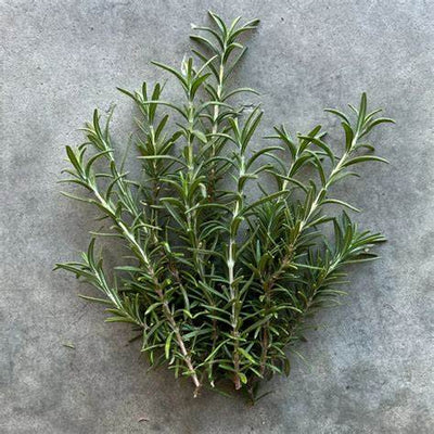 Rosemary: The Aromatic Alchemist of Well-being, Steeped in Centuries of Wisdom