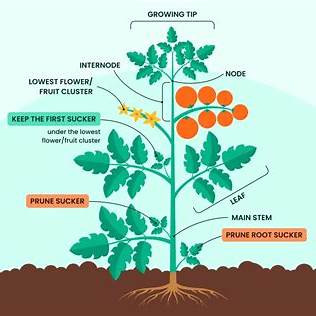 Mastering Tomato Pruning: Your Comprehensive Guide to Healthier, Higher-Yielding Plants in 2025