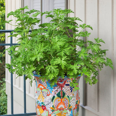 Top Mosquito Repellent Plants: Natural Ways to Keep Bugs Away in 2025