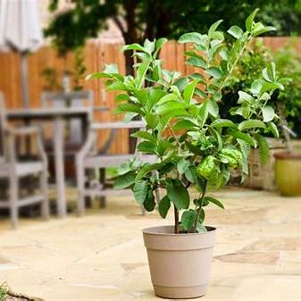 How to Grow Guava in Pots at Home: A Beginner-Friendly Guide to Bountiful Harvests