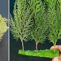 How to Propagate Thuja from Cuttings Using Aloe Vera for Faster, Natural Rooting: A Comprehensive Guide