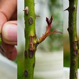 How to Grow Roses from Buds Using Garlic Water & Banana: A Unique Gardening Trick