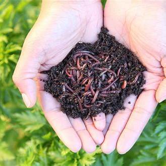 The Secret Weapon for Stronger, Healthier Vegetable Gardens: Worm Castings