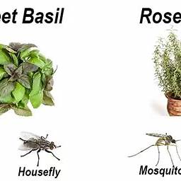 11 Incredible Plants That Naturally Repel Insects for a Bug-Free Garden
