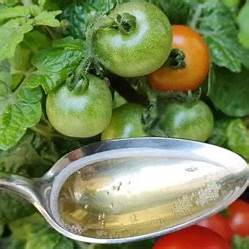Grow Tomatoes & Cucumbers Faster Naturally: The Ultimate Organic Supplement Guide