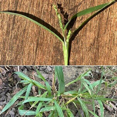 Harnessing the Power of Goose Grass: A Comprehensive Guide to Preparation and Therapeutic Uses