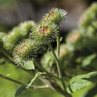 Unearthing the Power of Burdock Root: A Comprehensive Beginner's Guide to Benefits, Uses, and Safety