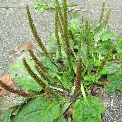 Broadleaf Plantain: Nature’s Timeless Healing Herb and Its Multifaceted Uses