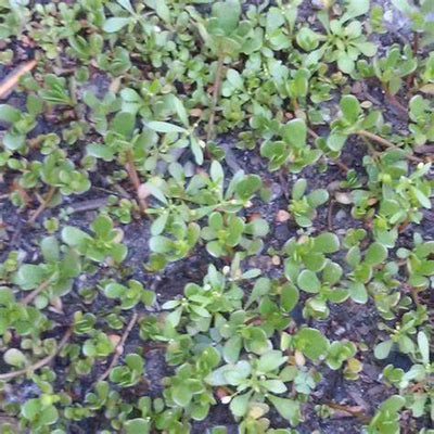 My Backyard Battle: How to Remove Purslane Naturally and Reclaim Your Space