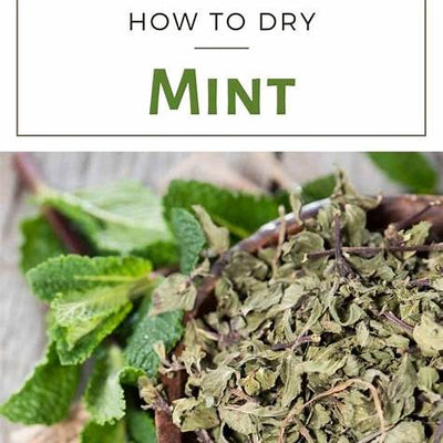 How to Dry Mint at Home Naturally: Your Ultimate Guide to Preserving Freshness