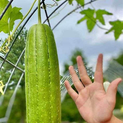How to Grow Luffa Plants (Luffa aegyptiaca): A Complete Guide from Seed to Sponge