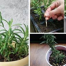 How to Propagate Rosemary: Turn One Plant Into Dozens with Easy Cuttings