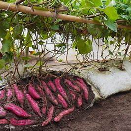 Why Sweet Potatoes Grown in Soil Bags Produce Many Large Tubers (and How to Do It)