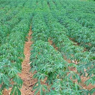 The Ultimate Guide to Growing Cassava: Tips for Abundant Root Crops in 2025