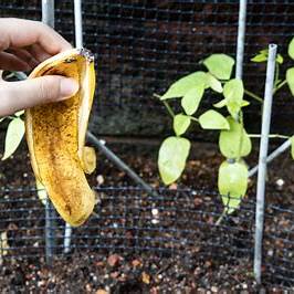 The Ultimate Natural Fertilizer for Thriving Tomatoes, Onions, and Peppers: Kitchen Scraps to Garden Gold