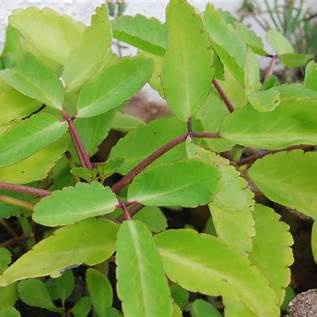 11 Surprising Benefits of the Miracle Leaf of Life (Bryophyllum pinnatum)