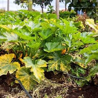 2 Watering Mistakes That Can Destroy Your Zucchini Crop (And How to Fix Them)