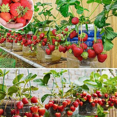 10 Expert Tips for Growing Healthy Strawberries in Your Garden: A Comprehensive Guide to Bountiful Harvests