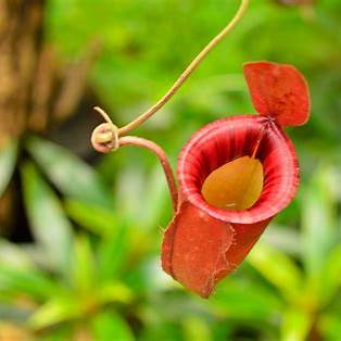Pitcher Plant Symbolism: Unveiling the Profound Meanings of Strength, Luck, and Balance in 2025