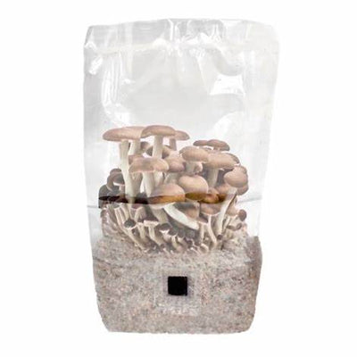 Unlock Daily Delights: Your Comprehensive Guide to Growing Mushrooms in Plastic Bags for Abundant Harvests