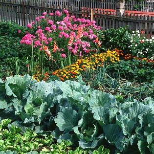 13 Vegetables and Flowers to Plant in September for a Thriving Garden