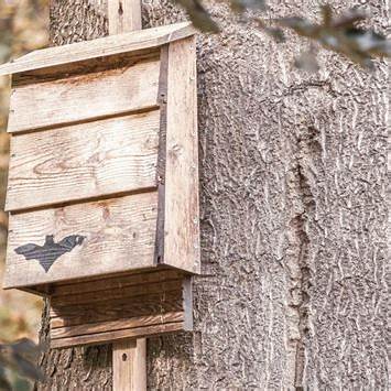 Transform Your Garden with a DIY Bat House: The Ultimate Guide to Natural Pest Control and Wildlife Support in 2025