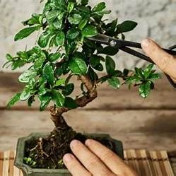 Peepal Bonsai: Cultivating Spiritual Growth, Positive Energy, and Profound Well-being