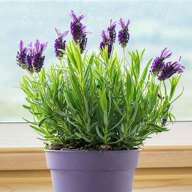 The Aromatic Ally: How Lavender Cultivates Good Fortune and Positivity in Your Home
