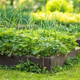 Top 7 Mistakes to Avoid in Raised Bed Gardening for a Lush, Productive Garden