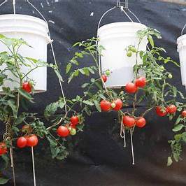 How to Grow Upside-Down Tomatoes: A Space-Saving, Beginner-Friendly Method