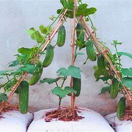 How to Grow Cucumbers in Soil Bags: A Simple, Satisfying Guide for Garden Lovers