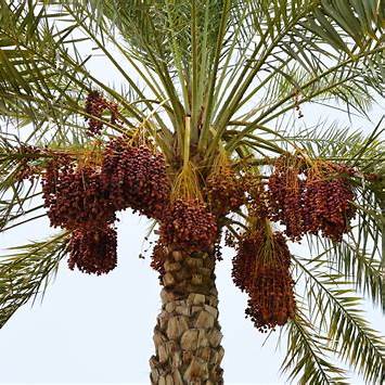 How to Grow and Care for Date Palm Trees: A Practical Guide