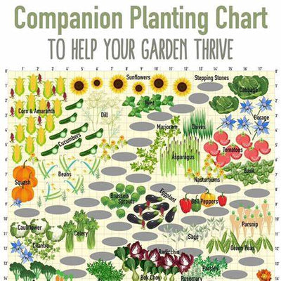 Why Tomatoes Hate Cucumbers: Secrets of Companion Planting and Popular Planting Combinations