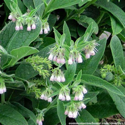 Comfrey Plant Benefits and Uses: A Powerful Ally in Natural Healing and Gardening