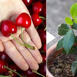 How to Grow a Cherry Plant from a Stone in 7 Days — No Cost Gardening Made Easy