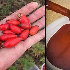 Dog Rose (Rosa Canina): Nature’s Wild Remedy for Unveiling Health and Healing in 2025