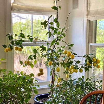 How to Plant a Lemon in a Pot: Infuse Your Home with Fragrance & Style