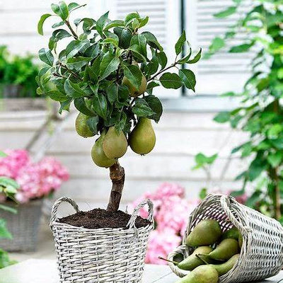 How to Grow a Pear Tree in Pots from Seed – A Comprehensive Beginner’s Guide