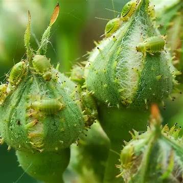 Banishing Aphids and Scale Insects Naturally: Simple, Effective Solutions for Healthy Plants
