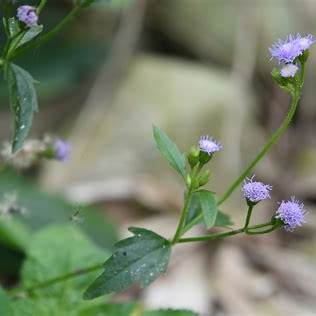 Praxelis clematidea: Unveiling the Secrets of a Humble Wild Healer