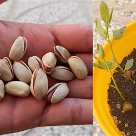 A Comprehensive Guide to Growing Pistachios From Seed at Home in 2025: From Kernel to Harvest