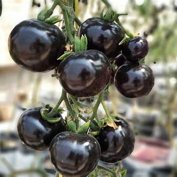 Why the Kumato Tomato Stands Out for Health Benefits and How to Grow It