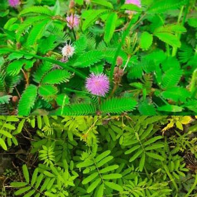 Unlocking the Healing Power of Mimosa Pudica: An Exhaustive Guide to This Sensitive Plant's Health Benefits and Uses