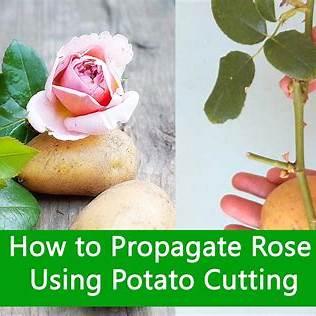 How to Grow Rose Cuttings in a Potato: The Ultimate Guide to This Simple Propagation Trick